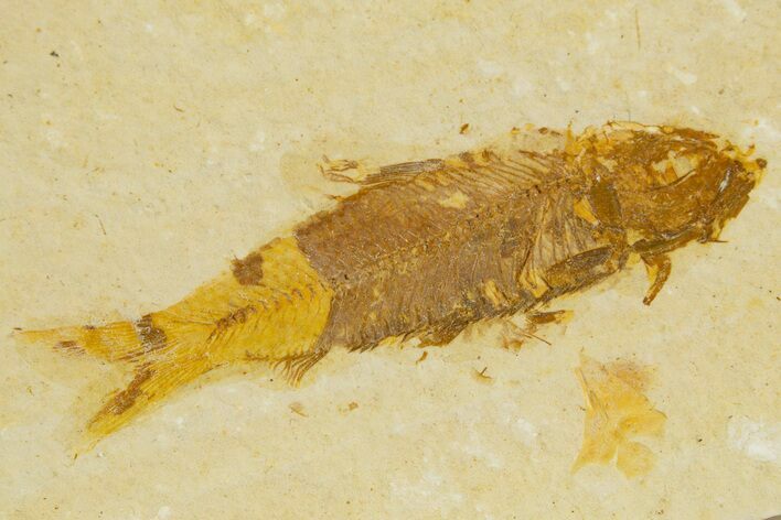 Bargain, Fossil Fish (Knightia) - Wyoming #340812
